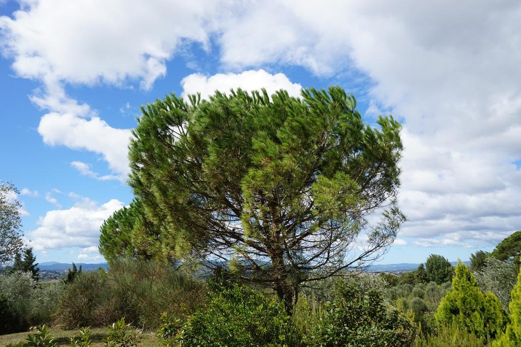 Casa Lucia In Chianti Bed & Breakfast Vagliagli Luaran gambar