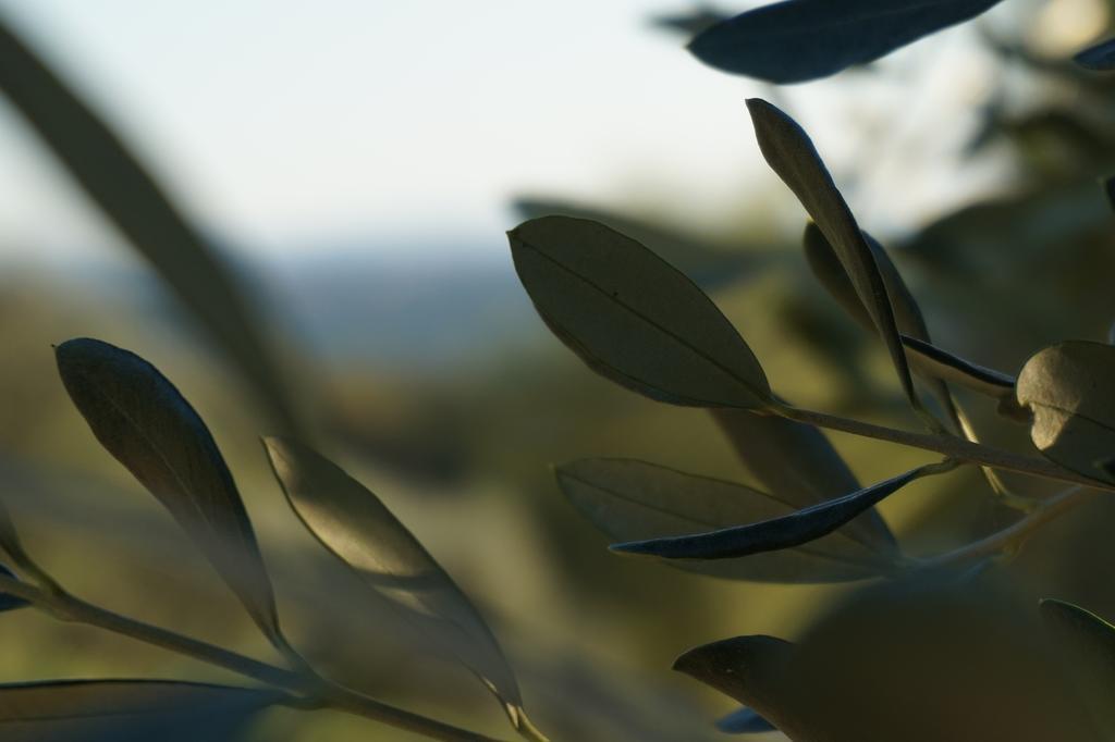 Casa Lucia In Chianti Bed & Breakfast Vagliagli Luaran gambar